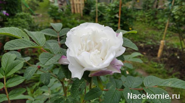 Eva1949 - Дом мечты-души моей воспоминания; 1Abrikoska - Мой гостеприимный дом