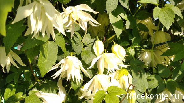 Eva1949 - Дом мечты-души моей воспоминания; 1Abrikoska - Мой гостеприимный дом