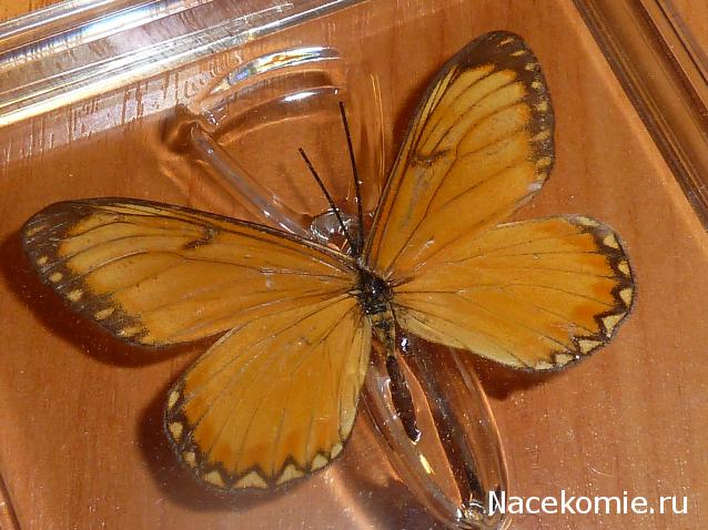 Удивительные Бабочки №14 - Акрея Иссория