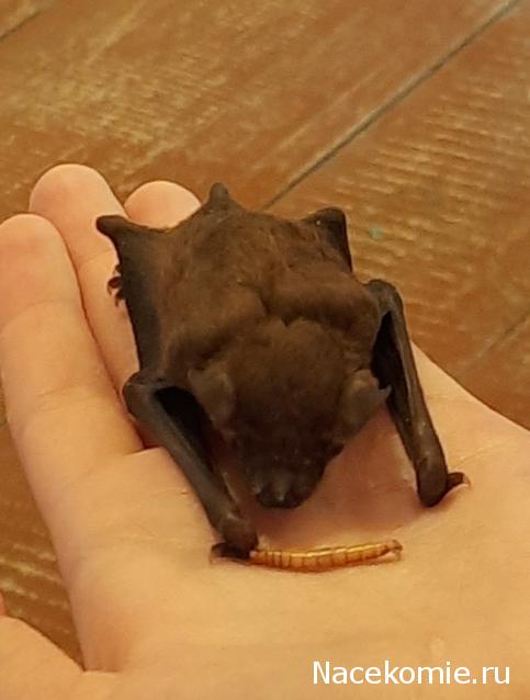 Тракторная болталка