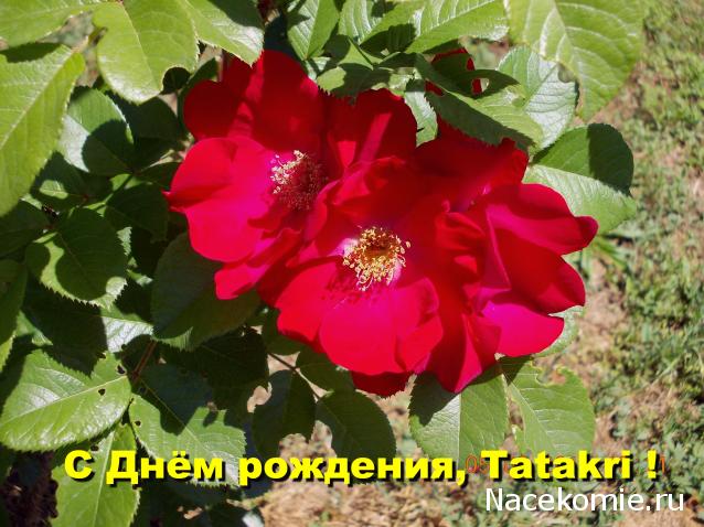 Наши Дни Рождения