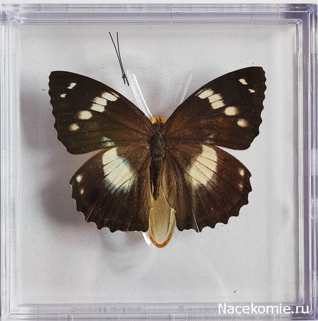 Удивительные Бабочки №18 - Переливница Шренка
