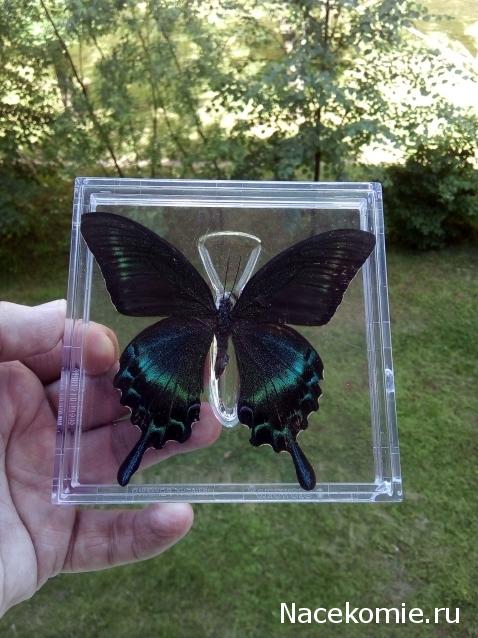 Удивительные Бабочки №8 - Парусник Маака