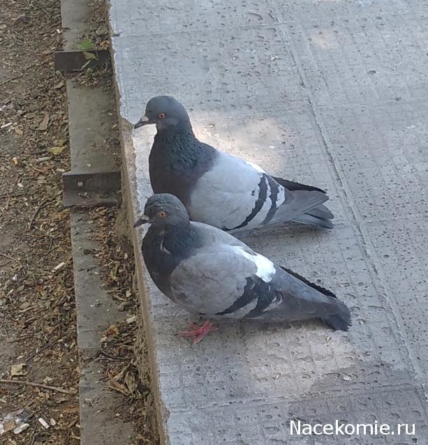 "Живой уголок"