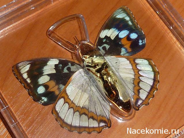 Удивительные Бабочки №18 - Переливница Шренка