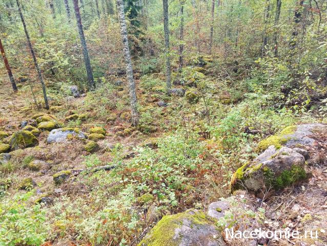 Тракторная болталка