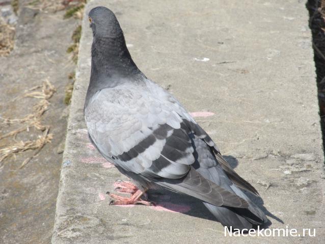 "Живой уголок"