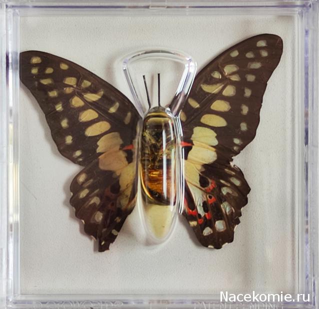 Удивительные Бабочки №19 - Графиум Хиронидес