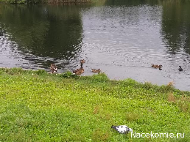 "Живой уголок"