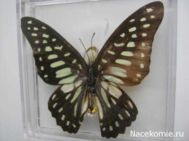 Удивительные Бабочки №19 - Графиум Хиронидес
