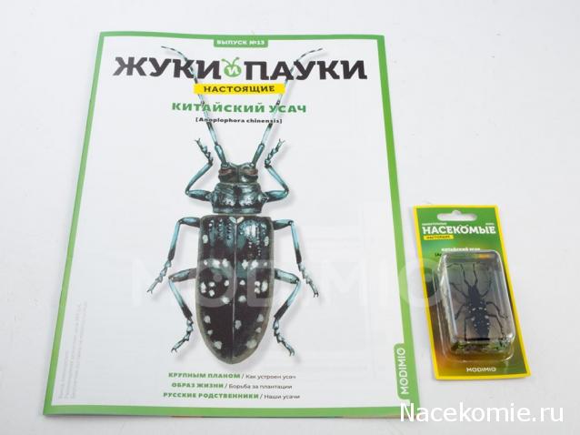 Жуки и Пауки №13 - Китайский Усач