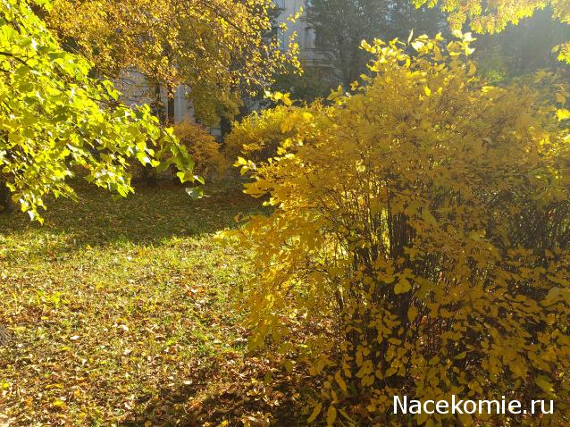 Liana65-Snegana - Мой будущий дом и его обитатели.