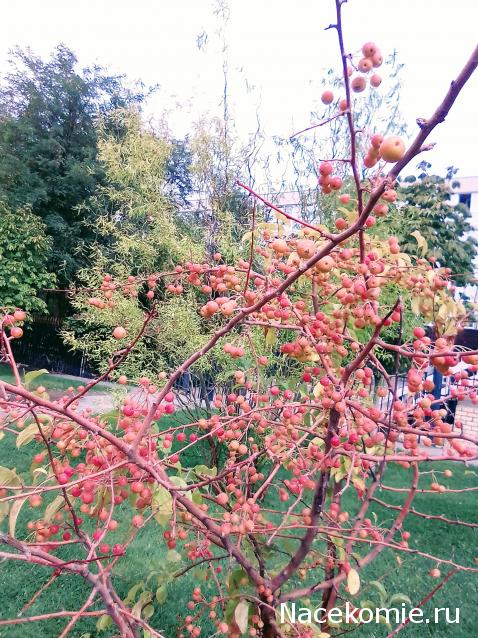 Liana65-Snegana - Мой будущий дом и его обитатели.