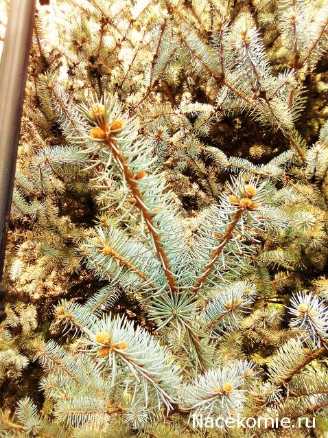 Liana65-Snegana - Мой будущий дом и его обитатели.