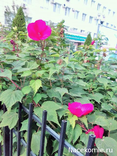 Liana65-Snegana - Мой будущий дом и его обитатели.