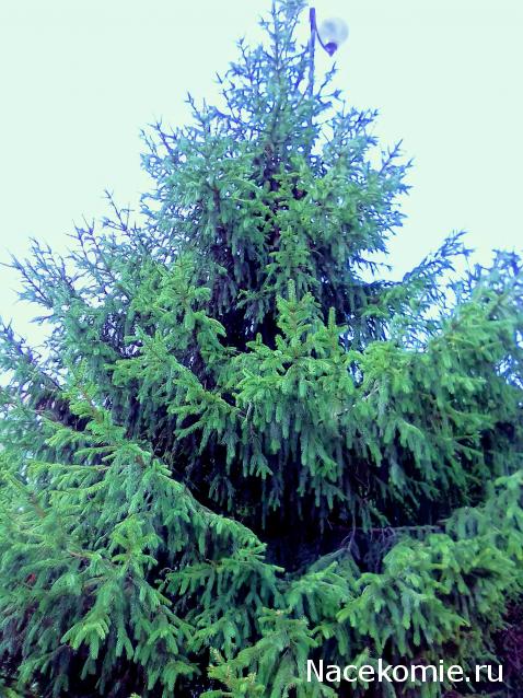 Liana65-Snegana - Мой будущий дом и его обитатели.