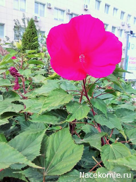 Liana65-Snegana - Мой будущий дом и его обитатели.