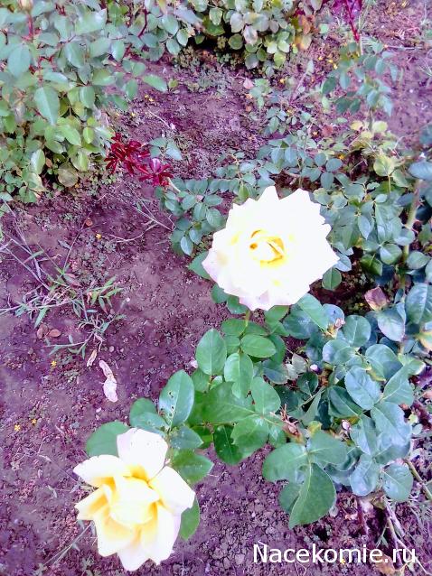 Liana65-Snegana - Мой будущий дом и его обитатели.