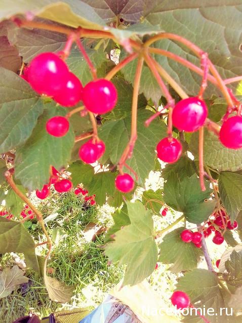 Liana65-Snegana - Мой будущий дом и его обитатели.