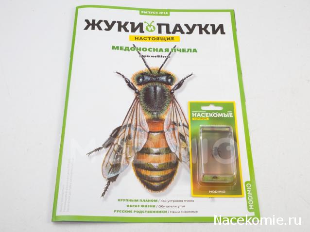 Жуки и Пауки №16 - Медоносная Пчела