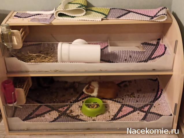 "Живой уголок"