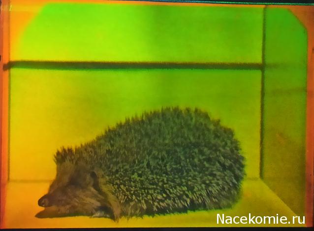 "Живой уголок"