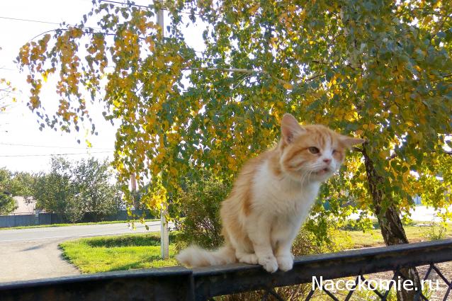 Куклы в народных костюмах – "Девчушки-болтушки"