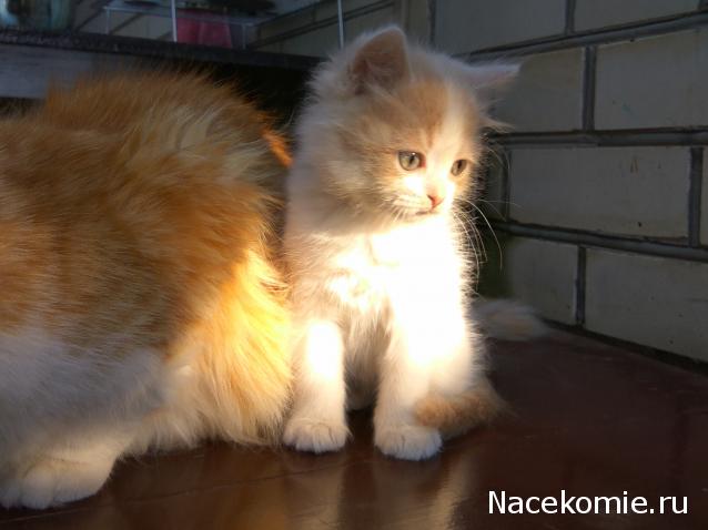 "Живой уголок"