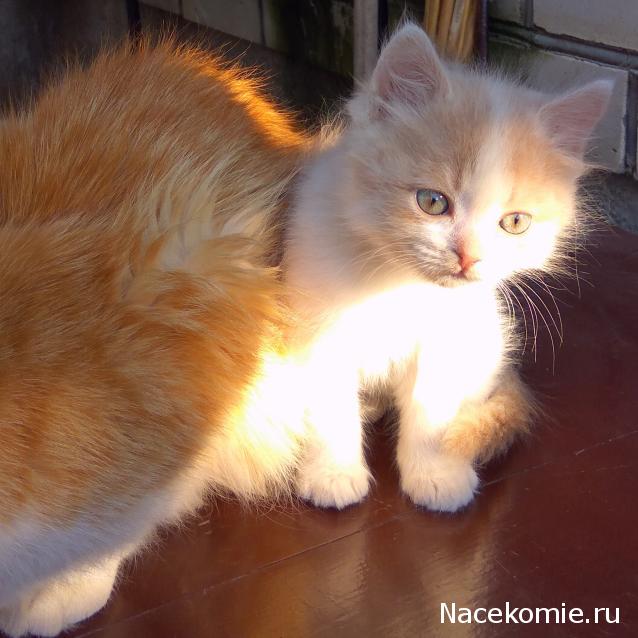 "Живой уголок"