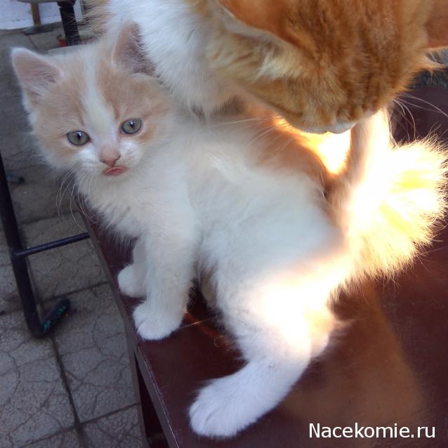 "Живой уголок"