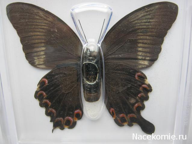 Удивительные Бабочки №23 - Парусник Парис