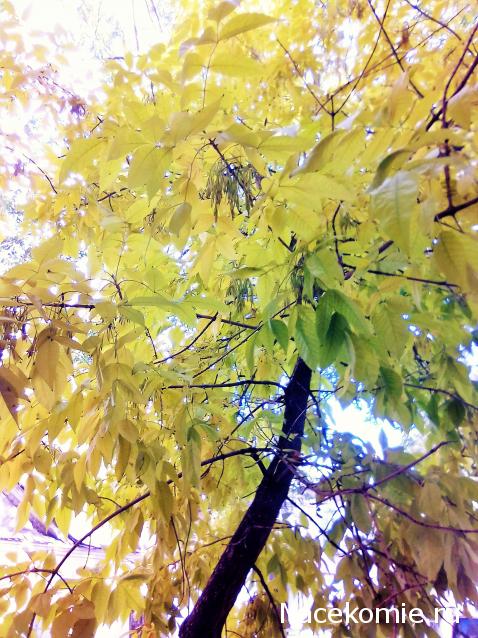 Liana65-Snegana - Мой будущий дом и его обитатели.