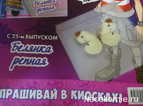 Удивительные Бабочки №25 - Белянка Репная