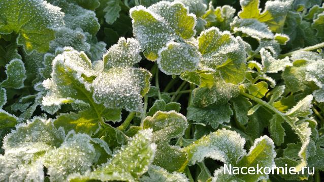 "Живой уголок"