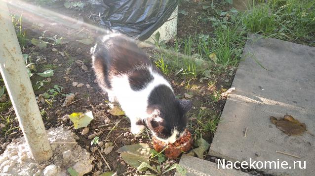 "Живой уголок"