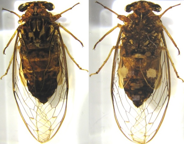 Жуки и Пауки №19 - Цикада Монгольская