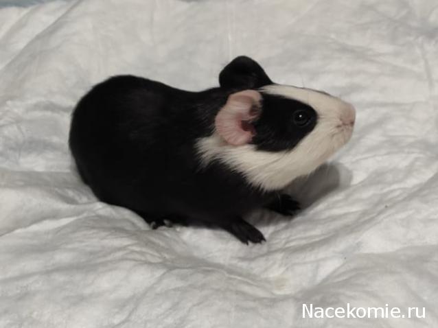 "Живой уголок"