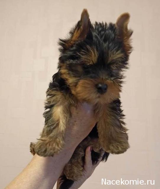 "Живой уголок"