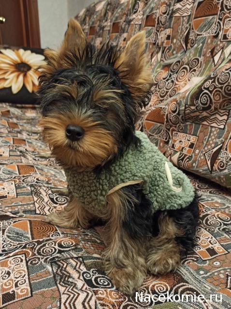 "Живой уголок"