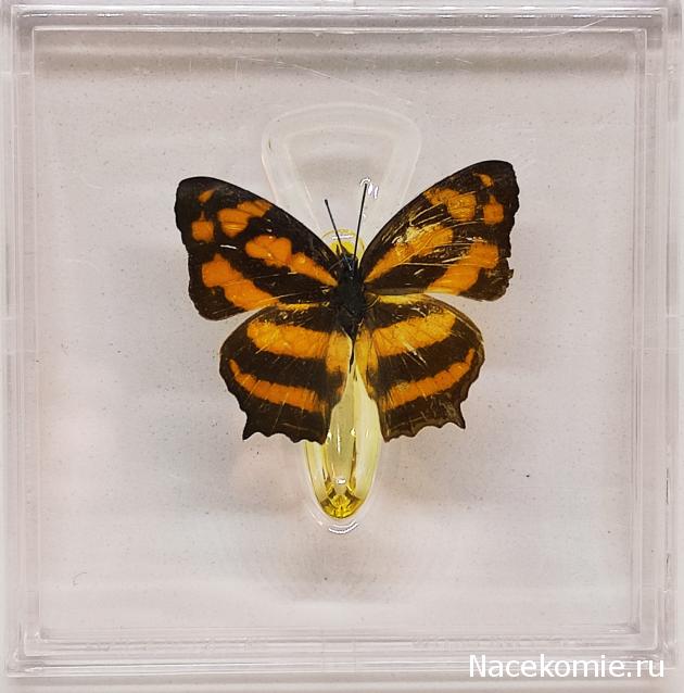 Удивительные Бабочки №26 - Симбрентия Лилея