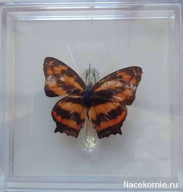 Удивительные Бабочки №26 - Симбрентия Лилея