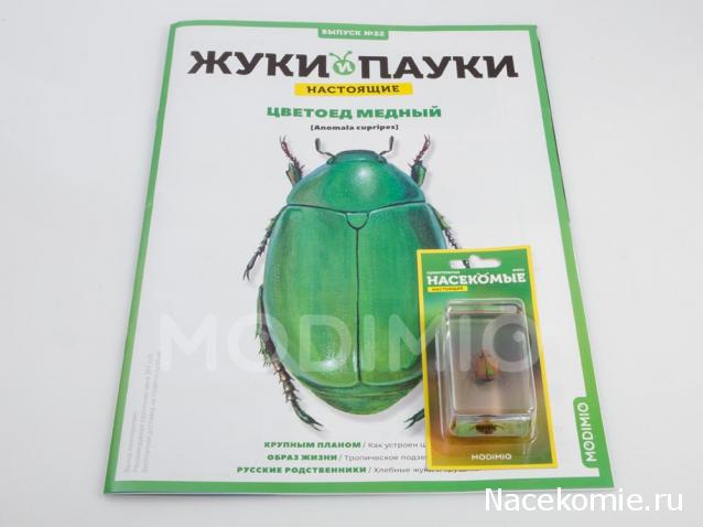 Жуки и Пауки №22 - Цветоед Медный