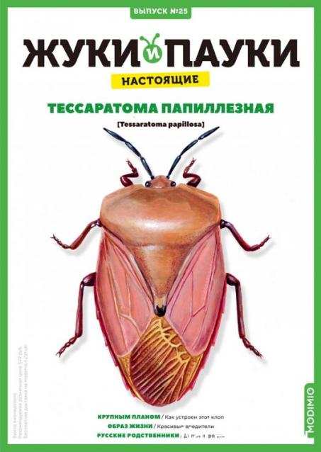 Жуки и Пауки №25 - Тессаратома Папиллезная