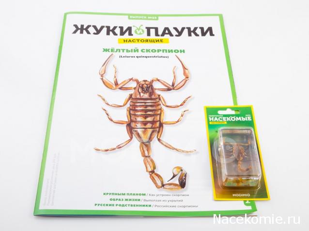 Жуки и Пауки №23 - Желтый Скорпион