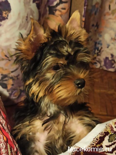 "Живой уголок"