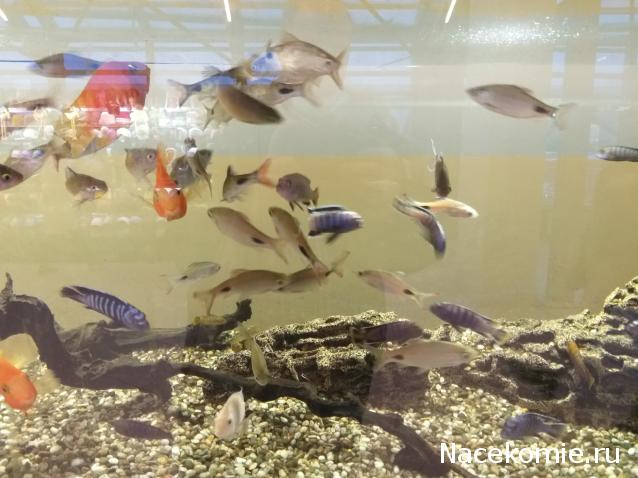 "Живой уголок"