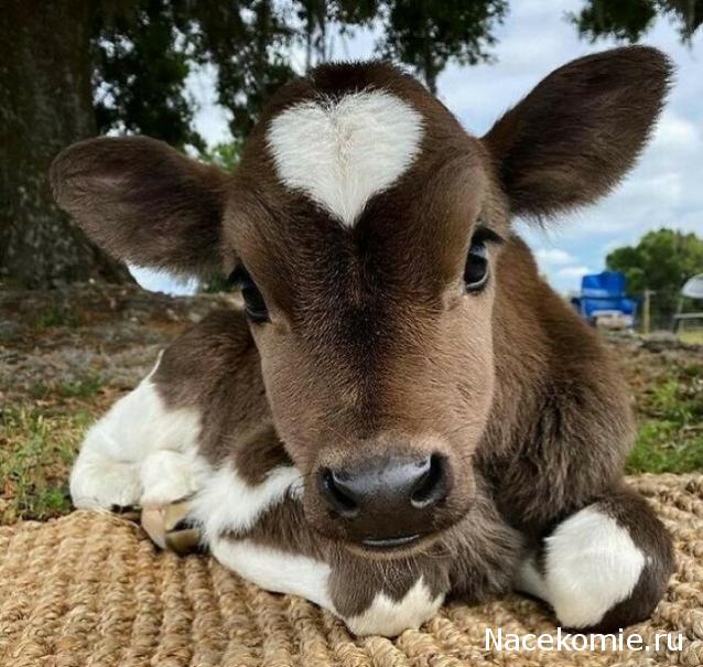 "Живой уголок"
