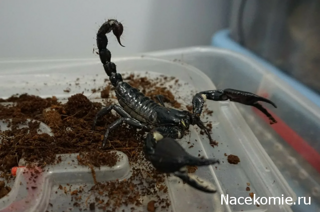 Жуки и Пауки - График выхода и обсуждение