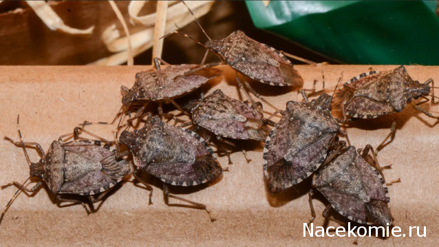 Жуки и Пауки - График выхода и обсуждение