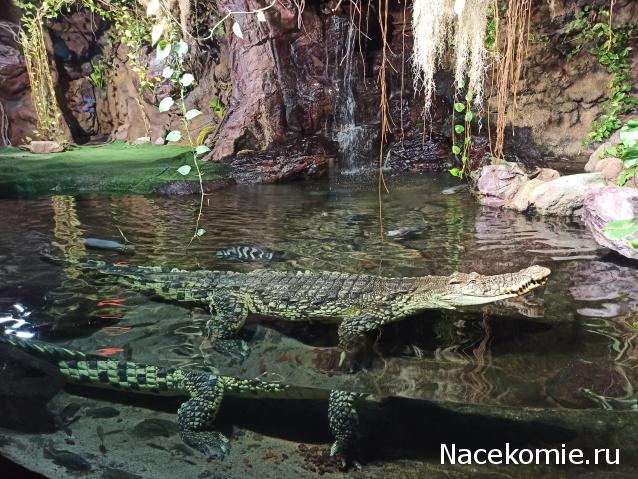 "Живой уголок"